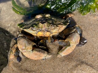 A beach crab sits in its shelter