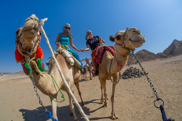 Tourists in egypt on camels