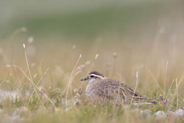 Eurasian dotterel (Charadrius morinellus) foraging through the heather of the Italy.