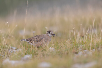 Eurasian dotterel (Charadrius morinellus) foraging through the heather of the Italy.