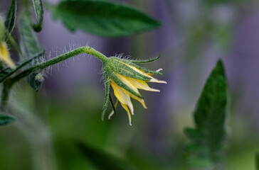 The flower of tomato getting ready for the season, Mississauga, ON, Canada
