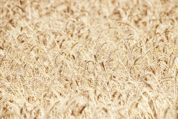 A wheat field as a background. Photo with selective focus