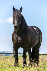 Portrait of a beautiful black percheron coldblood horse gelding on a pasture in summer outdoors - obrazy, fototapety, plakaty
