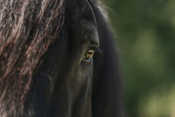 Close-up portrait of the eye of a black percheron horse in summer outdoors