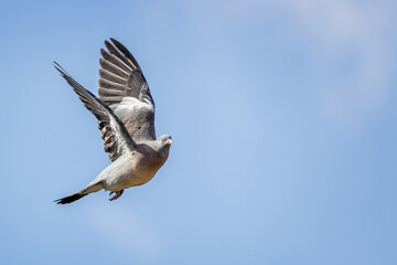 Close up of a pigeon in flight having just taken off