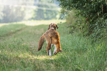 Portrait of a braque francais hound retrieving a dead fox during hunting training. Obedience...
