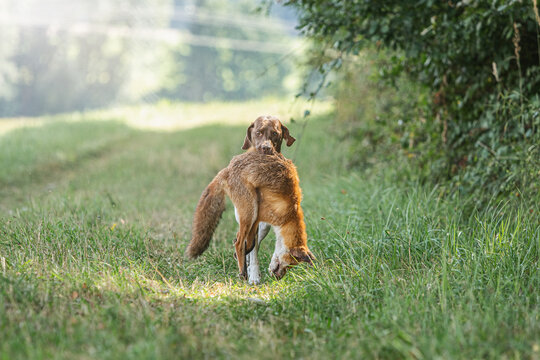 Portrait of a braque francais hound retrieving a dead fox during hunting training. Obedience training of fox-hunting