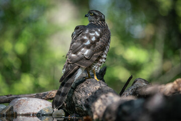 sparrow-hawk resting on a tree