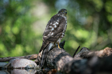 sparrow-hawk resting on a tree