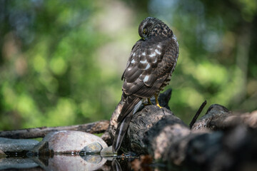 sparrow-hawk resting on a tree