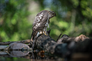 sparrow-hawk resting on a tree