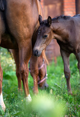 Fototapeta premium portrait of black foal posing with mom. close up, farming life