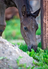 portrait of  black foal  eating grass. close up, farming life