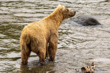 Brook's Falls Grizzly Bear in Alaska