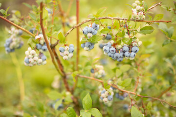 Big organic cluster of blue ripe and green unripe blueberries on abundant fertile branch of berry bush (plant). Bio farming,gardening. Fresh,healthy, juicy fruits, leaves,nobody. Close up, horizontal