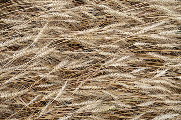 Rich harvest of the ripening ears of a wheat field. Rural scenery. Agriculture concept