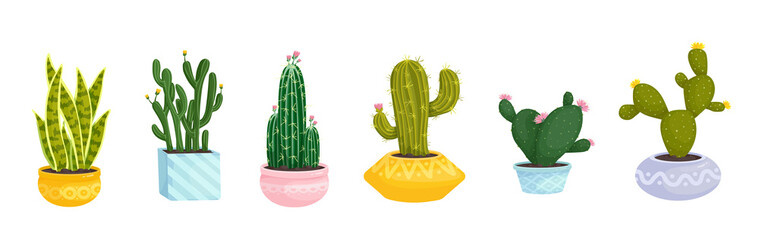 Collection of flowering cacti and succulents in ceramic pots.Cartoon vector graphics.