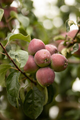 Apple tree is strewn with a bountiful harvest of red purple apples. Fertile branches with nutritious fruits. Fall apple picking, rich in fiber and antioxidants, harvesting. Natural vitamins. Farming