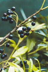 Green leaf natural. High quality photo.