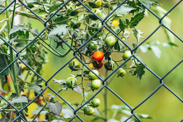 Little tomato plant . High quality photo