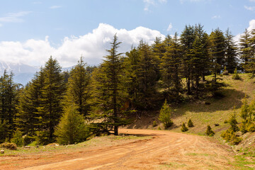 Fototapeta na wymiar Cedar forest landscape and dirt road in Turkey