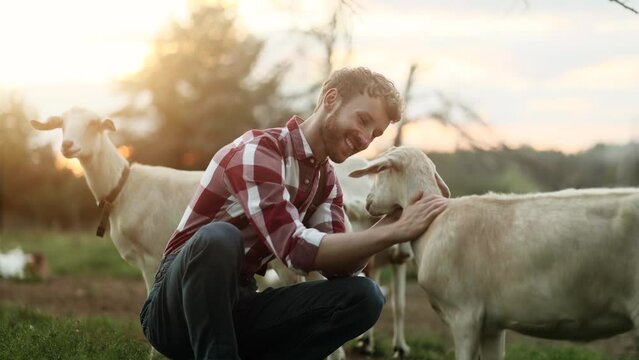 Portrait of young farmer petting goats in the farmland with beautiful sunset on the background. Smiling young worker among herd of goats. High quality 4k footage