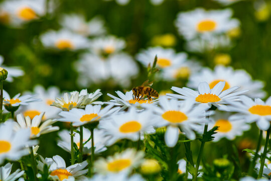 Spring blossom. Bee on the daisies in focus.