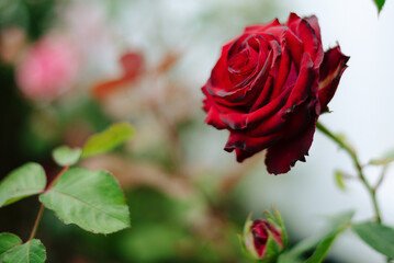 Beautiful red rose in a garden in summer