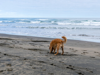 Dog on the Beach in Piha, New Zealand.