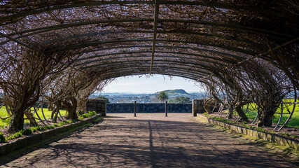 Natural tunnel made by twigs, Auckland