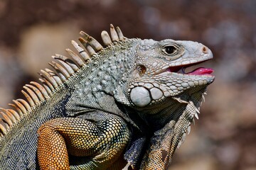 iguana on a tree