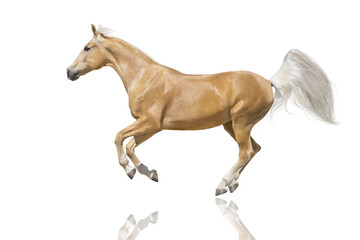 Obraz na płótnie Canvas Cremelo horse isolated