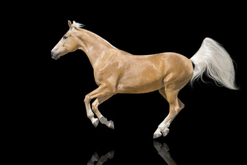 Fototapeta na wymiar Cremelo horse isolated