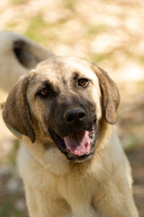 World famous Sivas Kangal dog, 12 years old, female puppy in Turkey