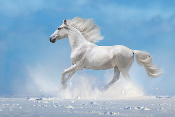Fototapeta na wymiar White horse run fast in snow