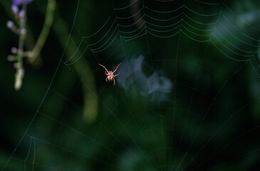 Australian Garden Orb Weaver Spider (Argiope catenulata)