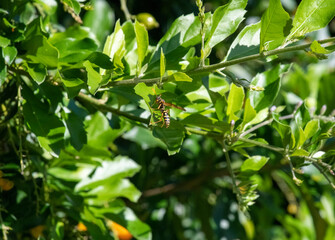 Australian hornet (Abispa ephippium)