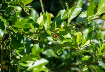 Obraz premium Australian hornet (Abispa ephippium)