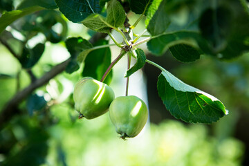 Green apples on a branch with leaves. Selective focus. Picking berries and fruits on the farm.