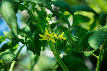 Fototapeta na wymiar Tomatoes flower. Yellow flowers of tomatoes plant. Tomatoes growing concept. Vegetables growing concept. With selective focus on the subject.
