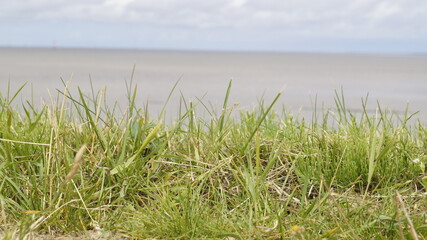 Gras am Meer