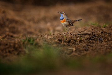 The bluethroat - Luscinia svecica - is a small passerine bird