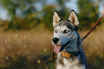 Husky dog ​​walks in nature on a leash in the park, sticking out his tongue from the heat