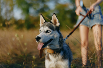 Husky dog ​​walks in nature on a leash in the park, sticking out his tongue from the heat