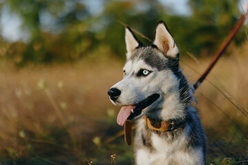 Naklejka premium Husky dog ​​walks in nature on a leash in the park, sticking out his tongue from the heat