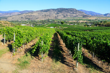 Fototapeta na wymiar Landscape Organic Winery Vineyard Oliver British Columbia Okanagan Valley