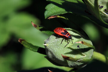 Gemeine Feuerwanze (Pyrrhocoris apterus) - Nymphe © etfoto