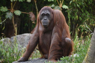 Fototapeta premium Close-up Of Orangutan
