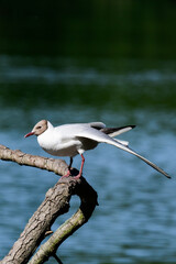 seagull on a tree