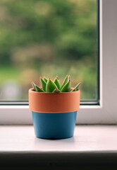 Green Succulent In Blue Pot By The Window